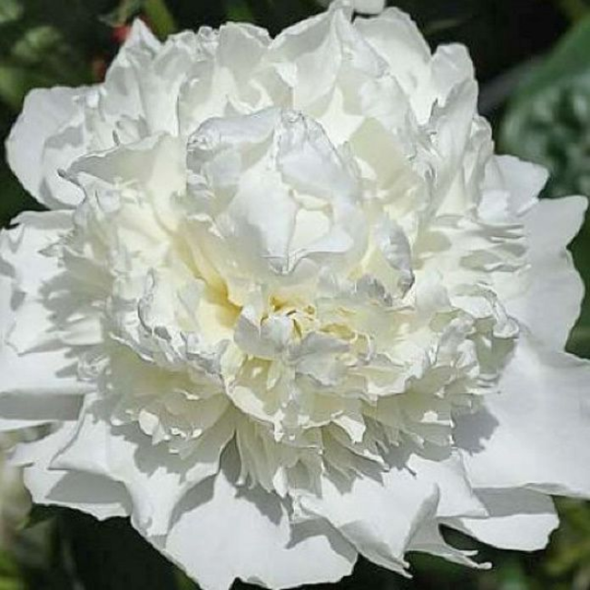 Основное изображение товара
