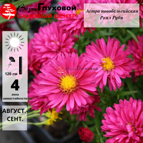 Астра новобельгийская Роял Руби