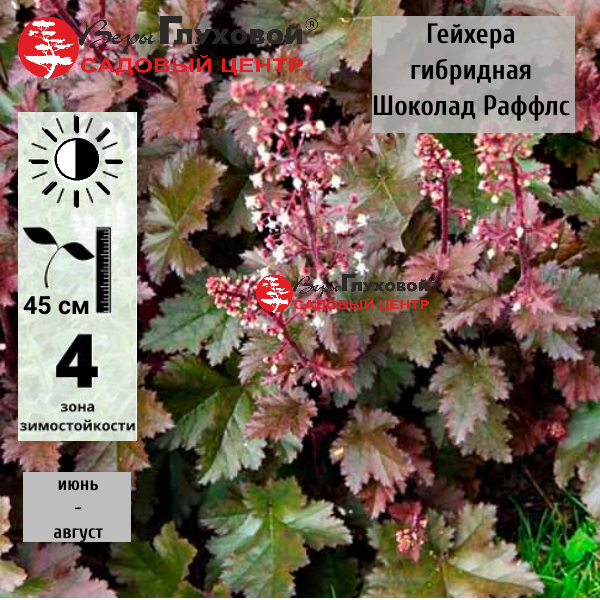 Гейхера гибридная  Чоколат раффлз