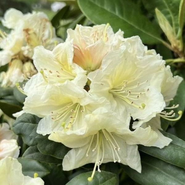 Основное изображение товара