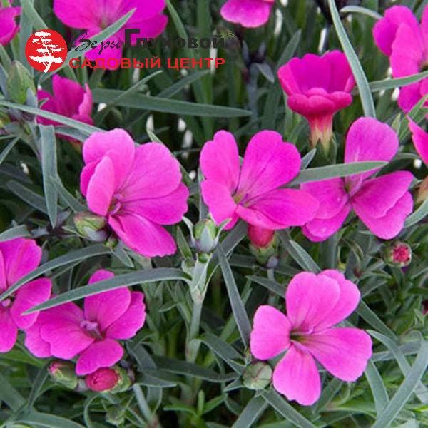 Гвоздика гибридная Пиллоу Маджента