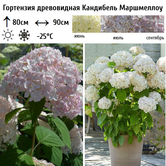 Гортензия древовидная Кандибель Маршмеллоу
